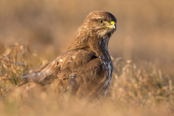 Common buzzard (Buteo buteo) in natural habitat, hawk bird in the grass on the ground, predatory bird close up 