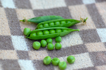 Pisum sativum pea green fruits in gree pods on brown background, tasty ripened sweet summer fruit, harvesting time
