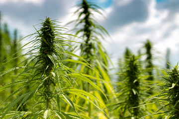 Ganja Plants on Field with Clouds on Background