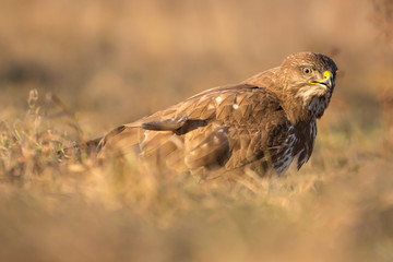 Common buzzard (Buteo buteo) in natural habitat, hawk bird in the grass on the ground, predatory...