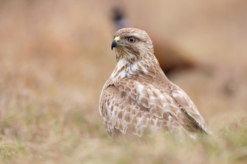 Common buzzard (Buteo buteo) in natural habitat, hawk bird in the grass on the ground, predatory bird close up 