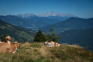 Fototapeta na wymiar cows at the summit with a view of the Alps