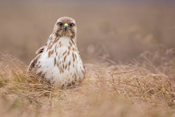 Common buzzard (Buteo buteo) in natural habitat, hawk bird in the grass on the ground, predatory bird close up 