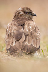 Common buzzard (Buteo buteo) in natural habitat, hawk bird in the grass on the ground, predatory bird close up 
