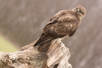 Common buzzard (Buteo buteo) in natural habitat, hawk bird in the grass on the ground, predatory...