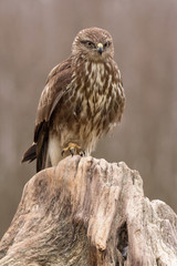 Common buzzard (Buteo buteo) in natural habitat, hawk bird in the grass on the ground, predatory bird close up 
