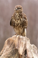 Common buzzard (Buteo buteo) in natural habitat, hawk bird in the grass on the ground, predatory bird close up 