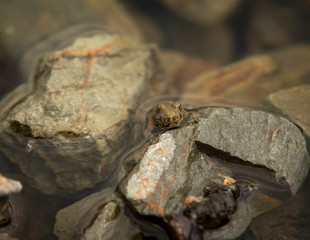 rare species-protected yellow-bellied frog in a reservoir on the Hochkönig mountains