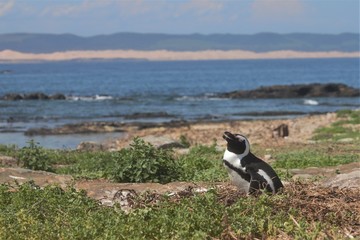 African penguin in its natural environment 