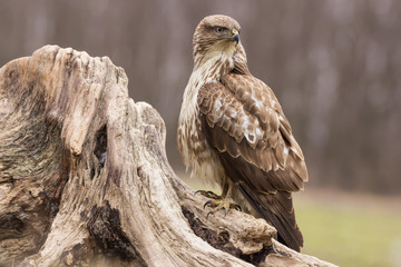 Common buzzard (Buteo buteo) in natural habitat, hawk bird in the grass on the ground, predatory bird close up 