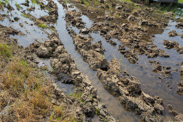 Prepare the soil from the tractor for planting rice