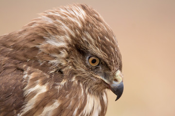 Common buzzard (Buteo buteo) in natural habitat, hawk bird in the grass on the ground, predatory...
