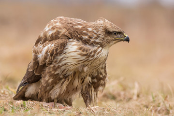 Common buzzard (Buteo buteo) in natural habitat, hawk bird in the grass on the ground, predatory...
