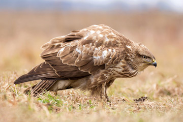 Common buzzard (Buteo buteo) in natural habitat, hawk bird in the grass on the ground, predatory bird close up 