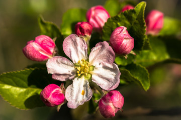 Spring pink apple blossoms branch
