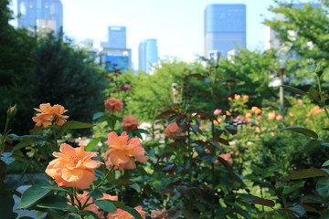 バラが咲く大阪・靭公園