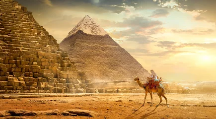 Foto op Canvas Camel near pyramids © Givaga