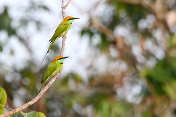 Bee eater on a branch