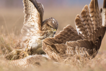 Common buzzard (Buteo buteo) in natural habitat, buzzards fighting for prey in the grass on the...