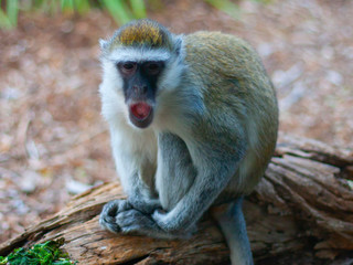 A furry brown monkey with black face and eyes yawning and looking to us. On the right side of the picture. Closeup.