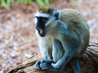 A furry brown monkey with black face and eyes yawning and looking to the side. On the right side of the picture. Closeup.