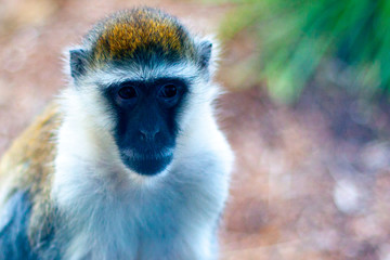 A head of furry brown monkey with black face and eyes looking to the side. On the left side of the picture. Closeup.