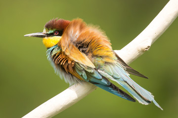 European bee-eater (Merops apiaster), wildlife colorful bee eater bird in natural habitat, close up...