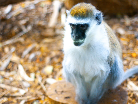 A furry brown monkey with black face and eyes. On the right side of the picture. Closeup.