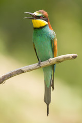European bee-eater (Merops apiaster), wildlife colorful bee eater bird in natural habitat, close up with blurry background