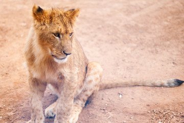 A cute full view of young lion on the sand background