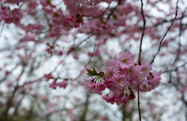 Spring in the city, Prague