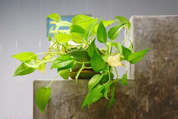 Add freshness and relaxation for the bathroom at home with the betel tree in a small pot.