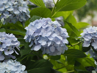 紫陽花 アジサイ hydrangea 