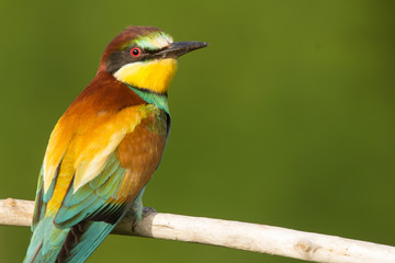 European bee-eater (Merops apiaster), wildlife colorful bee eater bird in natural habitat, close up with blurry background