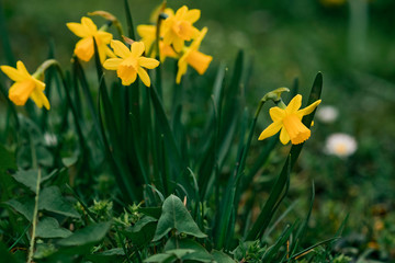 Spring in the city, Prague