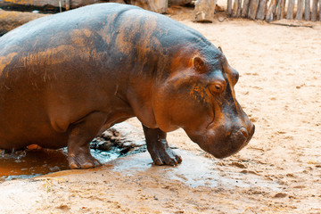 A hippo coming out of the water. Closeup.