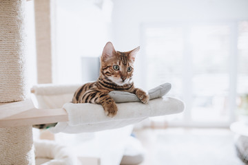 Bengalkatze Kitten Katzenbaby