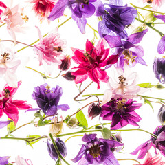 aquilegia flowers on the white background