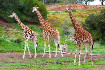 Naklejka na ściany i meble Three giraffes grazing in a meadow. With a dark brown color, with a contoured white-dark color and medium yellow-beige color.