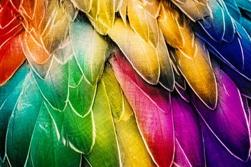 Keuken spatwand met foto Colorful Bird Plumage. Feather Background for Graphic Designs. © handatko