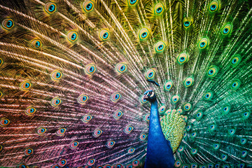 Obraz premium Peacock Bird with Colorful Feathers Spread
