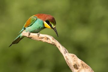European bee-eater (Merops apiaster), wildlife colorful bee eater bird in natural habitat, close up with blurry background