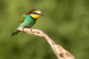 European bee-eater (Merops apiaster), wildlife colorful bee eater bird in natural habitat, close up with blurry background