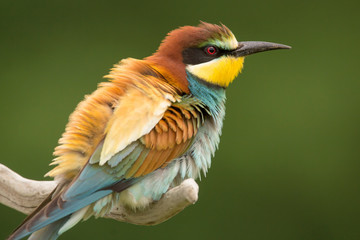 European bee-eater (Merops apiaster), wildlife colorful bee eater bird in natural habitat, close up with blurry background