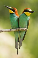 European bee-eater (Merops apiaster), wildlife colorful bee eater bird in natural habitat, close up with blurry background