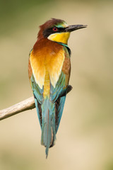 European bee-eater (Merops apiaster), wildlife colorful bee eater bird in natural habitat, close up with blurry background