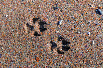 footprint of dog on the ground