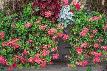 nice flowers in the containers