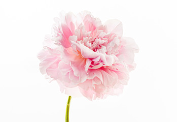 fresh peony flower on the white background