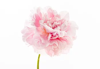 Fotobehang Pioenrozen fresh peony flower on the white background  © Maksim Shebeko
